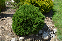 Globosa Rheindiana Arborvitae (Thuja occidentalis 'Globosa Rheindiana') at Lakeshore Garden Centres