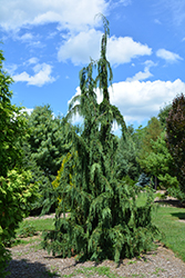 Jubilee Nootka Cypress (Chamaecyparis nootkatensis 'Jubilee') at Stonegate Gardens