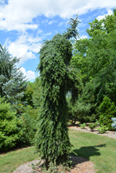 Bruns Weeping Spruce (Picea omorika 'Pendula Bruns') at Lakeshore Garden Centres