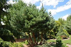 Waterer Scotch Pine (Pinus sylvestris 'Watereri') at A Very Successful Garden Center