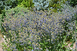 Blue Cap Sea Holly (Eryngium planum 'Blaukappe') at Stonegate Gardens