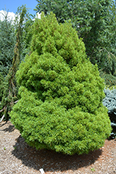 Tiny Kurls White Pine (Pinus strobus 'Tiny Kurls') at A Very Successful Garden Center