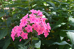 Flame Light Pink Garden Phlox (Phlox paniculata 'Bareleven') at A Very Successful Garden Center