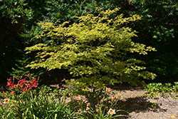 Sensu Full Moon Maple (Acer shirasawanum 'Sensu') at Stonegate Gardens
