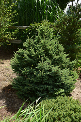 Thompson White Spruce (Picea glauca 'Thompson') at Stonegate Gardens
