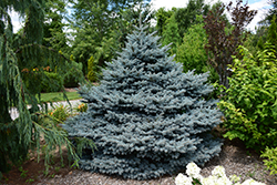 Montgomery Blue Spruce (Picea pungens 'Montgomery') at Lakeshore Garden Centres
