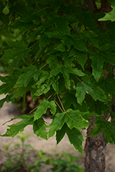 Sugarflake Maple (Acer 'Sugarflake') at Lakeshore Garden Centres