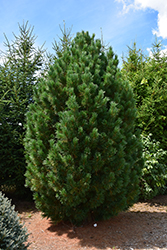 Blue Swiss Stone Pine (Pinus cembra 'Glauca') at A Very Successful Garden Center