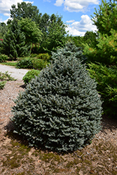 Horstmann Colorado Spruce (Picea pungens 'Horstmann') at Lakeshore Garden Centres