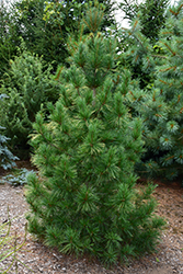Columnar White Pine (Pinus strobus 'Fastigiata') at Stonegate Gardens