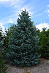 Bonny Blue Blue Spruce (Picea pungens 'Bonny Blue') at Stonegate Gardens