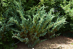 Meyer Juniper (Juniperus squamata 'Meyeri') at A Very Successful Garden Center