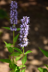 Blue Fortune Anise Hyssop (Agastache 'Blue Fortune') at Stonegate Gardens