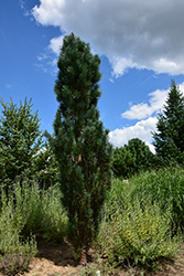 Silver Column Scotch Pine (Pinus sylvestris 'Silver Column') at A Very Successful Garden Center