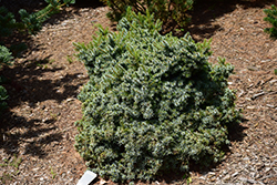 Kamenz Serbian Spruce (Picea omorika 'Kamenz') at Stonegate Gardens