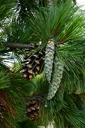 Wiethorst Hybrid Pine (Pinus x schwerinii 'Wiethorst') at A Very Successful Garden Center