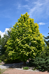 Gold Rush Dawn Redwood (Metasequoia glyptostroboides 'Gold Rush') at A Very Successful Garden Center