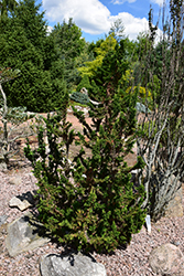 Malonyana Holub Arborvitae (Thuja occidentalis 'Malonyana Holub') at Stonegate Gardens