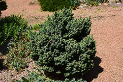 Cecilia Spruce (Picea glauca 'Cecilia') at A Very Successful Garden Center
