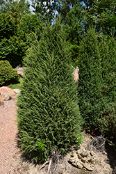 Arnoldiana Juniper (Juniperus communis 'Arnoldiana') at A Very Successful Garden Center