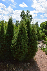 Arnoldiana Juniper (Juniperus communis 'Arnoldiana') at A Very Successful Garden Center