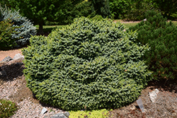 Gunther Dwarf Spruce (Picea omorika 'Gunther') at Stonegate Gardens