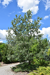 Variegated English Oak (Quercus robur 'Variegata') at A Very Successful Garden Center