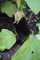 Vittoria Eggplant (Solanum melongena 'Vittoria') at A Very Successful Garden Center
