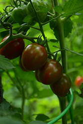 Chocolate Sprinkles Tomato (Solanum lycopersicum 'Chocolate Sprinkles') at A Very Successful Garden Center