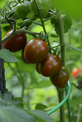 Chocolate Cherry Tomato (Solanum lycopersicum 'Chocolate Cherry') at A Very Successful Garden Center