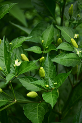 Capsicum frutescens (Capsicum frutescens) at A Very Successful Garden Center