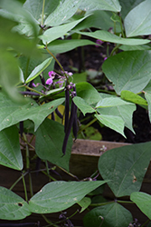 Royal Burgundy Bush Bean (Phaseolus vulgaris 'Royal Burgundy') at A Very Successful Garden Center