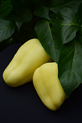 Yellow Monster Pepper (Capsicum annuum 'Yellow Monster') at A Very Successful Garden Center