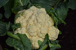 Early Snowball Cauliflower (Brassica oleracea var. botrytis 'Early Snowball') at A Very Successful Garden Center