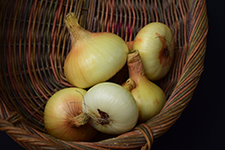 Yellow Granex Onion (Allium cepa 'Yellow Granex') at A Very Successful Garden Center