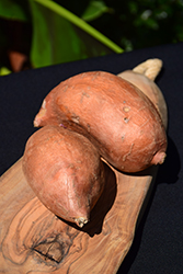 Beauregard Sweet Potato (Ipomoea batatas 'Beauregard') at A Very Successful Garden Center