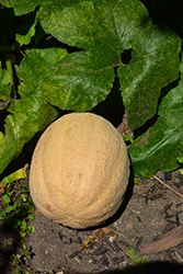 Cantaloupe Melon (Cucumis melo var. cantalupensis) at A Very Successful Garden Center