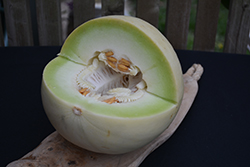 Green Flesh Honeydew Melon (Cucumis melo var. inodorus) at A Very Successful Garden Center