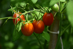 Sugar Rush Tomato (Solanum lycopersicum 'Sugar Rush') at A Very Successful Garden Center