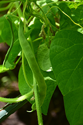 Dulcina Bush Bean (Phaseolus vulgaris 'Dulcina') at A Very Successful Garden Center