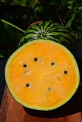 Yellow Baby Watermelon (Citrullus lanatus 'Yellow Baby') at A Very Successful Garden Center