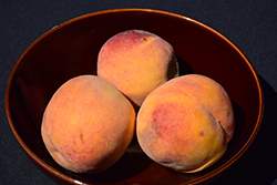 Desert Gold Peach (Prunus persica 'Desert Gold') at A Very Successful Garden Center