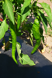 Arapaho Pepper (Capsicum annuum 'Arapaho') at A Very Successful Garden Center