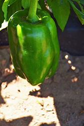 Big Bertha Sweet Pepper (Capsicum annuum 'Big Bertha') at A Very Successful Garden Center