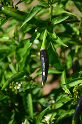 Black Hungarian Hot Pepper (Capsicum annuum 'Black Hungarian') at A Very Successful Garden Center