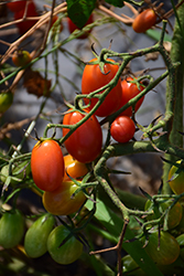 Monica Tomato (Solanum lycopersicum 'Monica') at A Very Successful Garden Center