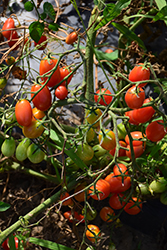 Montello Tomato (Solanum lycopersicum 'Montello') at A Very Successful Garden Center