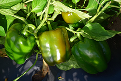 Keystone Resistant Giant Sweet Pepper (Capsicum annuum 'Keystone Resistant Giant') at A Very Successful Garden Center