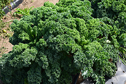 Kale (Brassica oleracea var. sabellica) at A Very Successful Garden Center