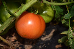 Primo Red Tomato (Solanum lycopersicum 'Primo Red') at A Very Successful Garden Center